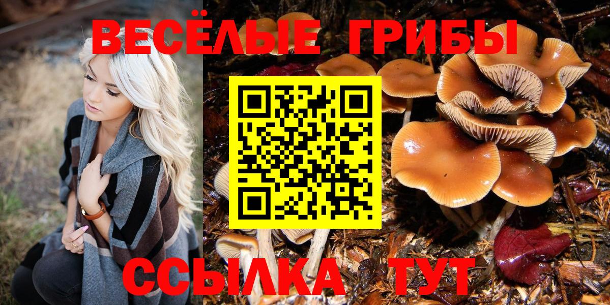 Псилоцибиновые грибы Cubensis Сунжа